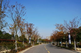 半畝方塘一鑒開，天光云影共徘徊——安徽國際商務(wù)職業(yè)學(xué)院校園綠化景觀提升工程精品賞析