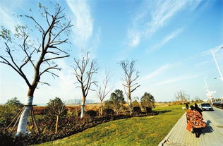 園林綠化重點(diǎn)工程打造美麗生態(tài)蕪湖綠化工程