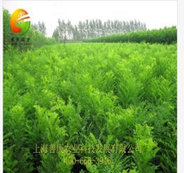 天狼網(wǎng) 一站式花卉園林采購平臺(tái)，連接淘寶與綠化工程