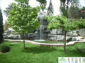 綠化苗木工程案例解析 綠色生態(tài)建設(shè)的實(shí)踐與啟示